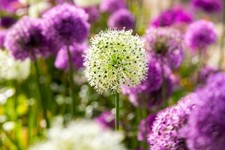 20x GIANT Allium WHITE & PURPLE Spring Flowering Bulbs Bee Friendly Garden Plant