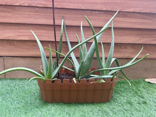Healthy aloe vera plant 3 - plant, –
