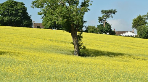 Photo 6x4 oilseed - rape,, lambeg