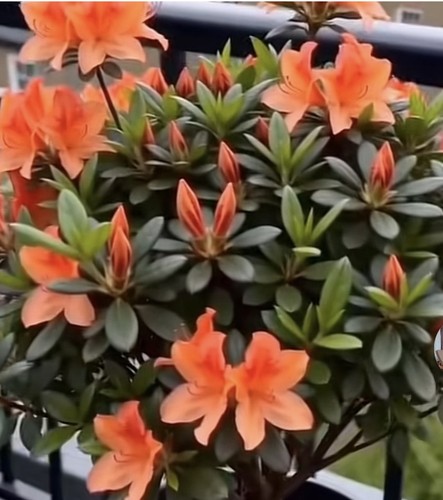 Azalea geisha orange - x,
