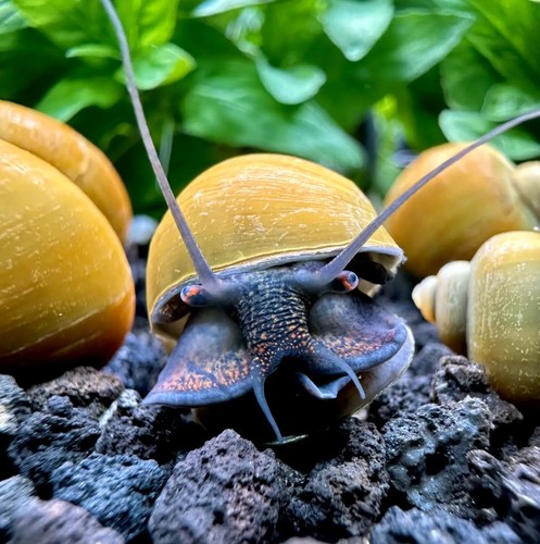 Jade green mystery snails - jade,
