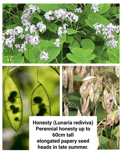 Perennial honesty plant - perennial,