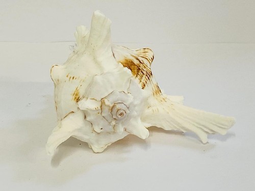 Murex ramosus highly - murex,