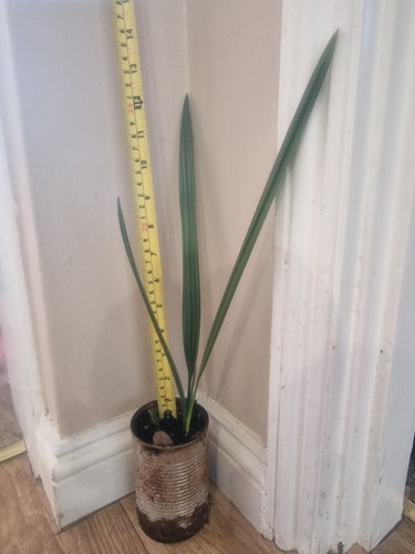 Medjool date palm - palm, x1
