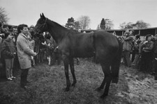 Champion Thoroughbred