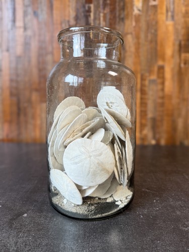Vintage natural sand dollar - natural,