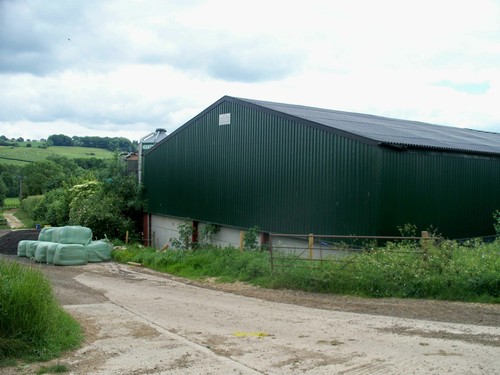 Photo 12x8 cattle - 12x8, shed