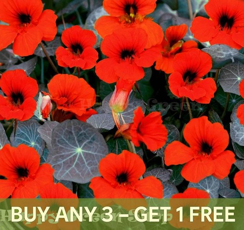 Nasturtium tom thumb - -,
