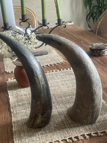 Pair water buffalo - pair,