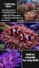Gold Lightning Maroon Clown
