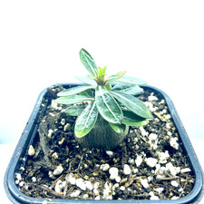 Adenium obesum "Desert Rose" +