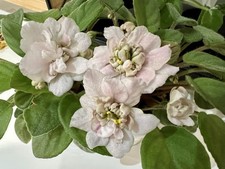 African Violet Semi-Miniature