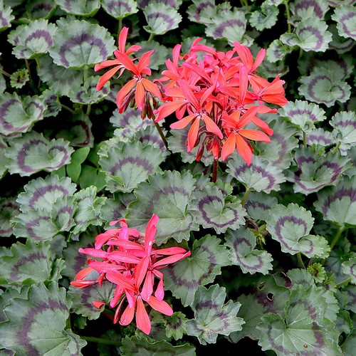 Geranium variegated - geranium,