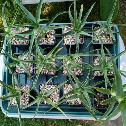 Aloe striatula succulent plant - succulent,