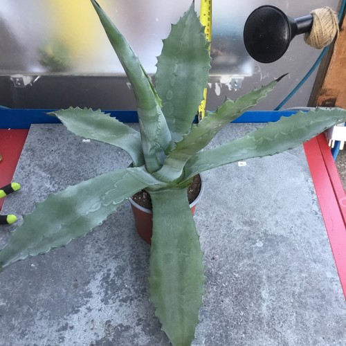 Agave americana large - agave, 60