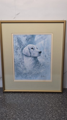 Ruane manning golden retriever - manning,