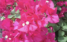 Bougainvillea San Diego Red