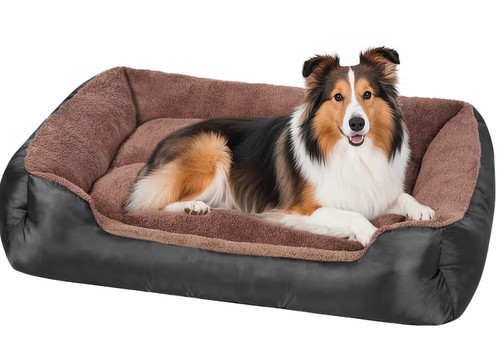 New dog beds - dog,