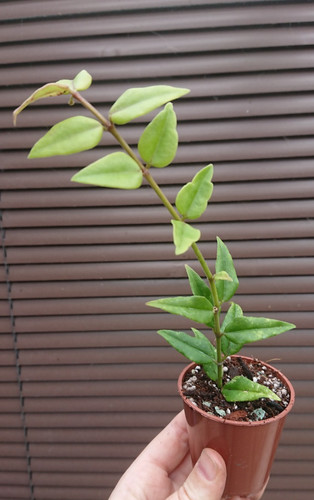 Hoya bella wax - hoya,