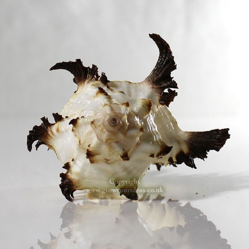 Murex endive 10cm - endive, seashell