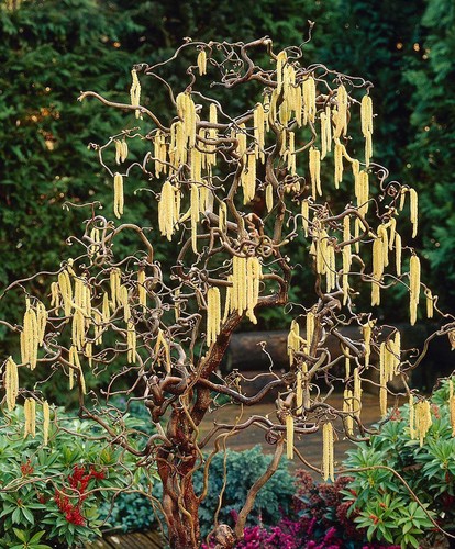 Twisted hazel tree corylus - hazel,