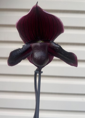 Rare orchid dark paphiopedilum - orchid,