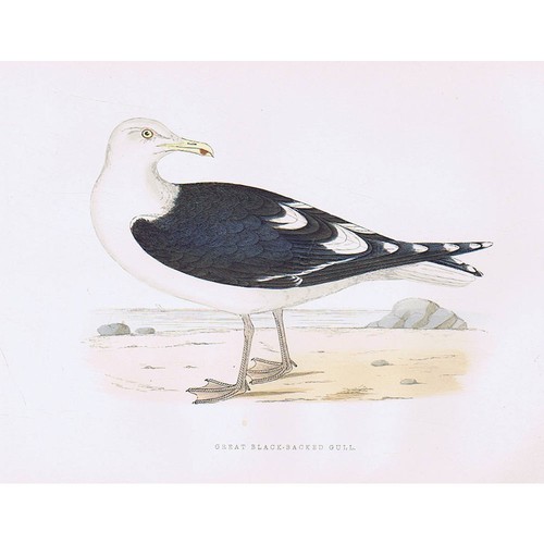 Birds great black backed - black, gull