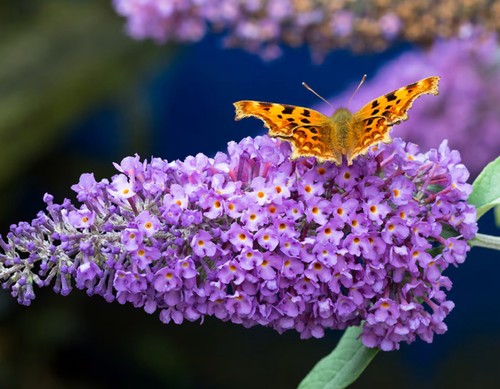 Large litre pot buddleja - large, 5
