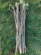 30 X 50cm Fast Growing Willow