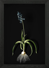 Common Bluebell Framed Wall