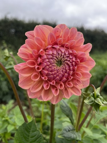 Dahlia tuber linda baby - dahlia, linda’s