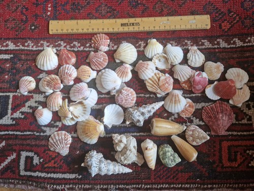 400g mixed marine sea - marine, shells