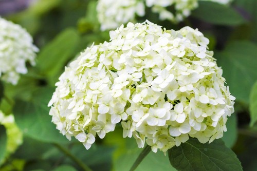 Hydrangea snowball white - 2x, 'snowball