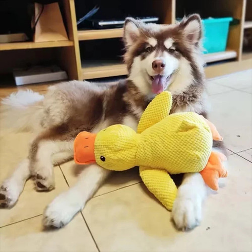 Pet dog chew toys - toys, calming