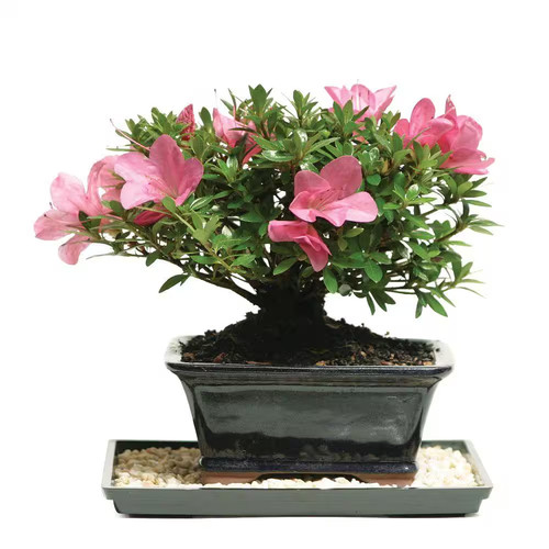 Brussel bonsai satsuki - brussel's,