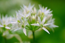 Wild Garlic Ramsons Seeds