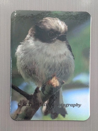 Long tailed tit fridge - fridge, magnet