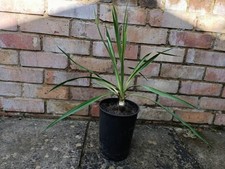Yucca Rostrata ,Evergreen 55cm