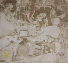 Taxidermy Tinted Stereoview