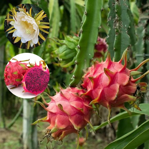 Selenicereus costaricensis red - costaricensis,