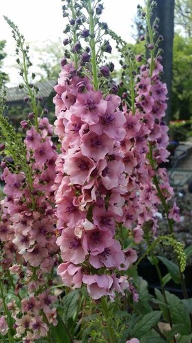 Verbascum lavender hardy patio - verbascum,