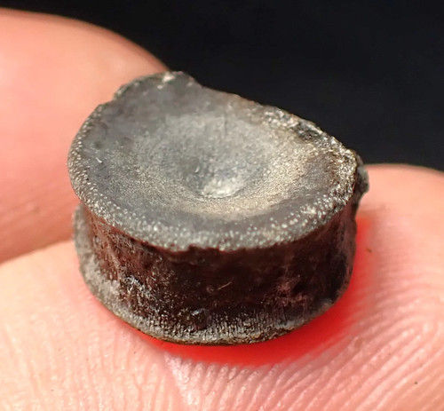 Jurassic ichthyosaur bone
