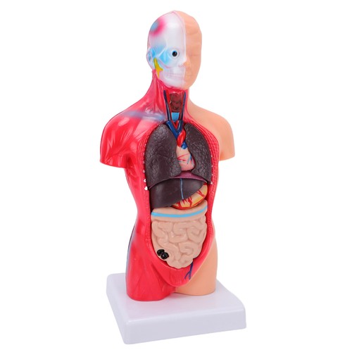 28cm human model parts - 28cm,