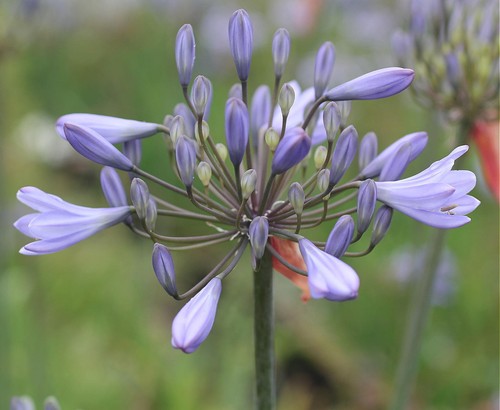 New agapanthus stockholm - new,