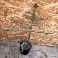 D4436 EUPHORBIA MILII