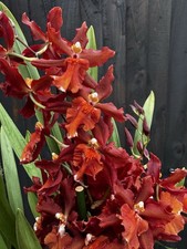 NEW Red Oncidium Hybrid, XL IN FLOWER