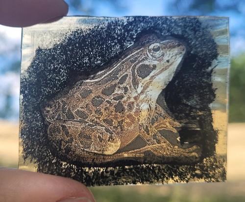 Stained glass toad - stained,