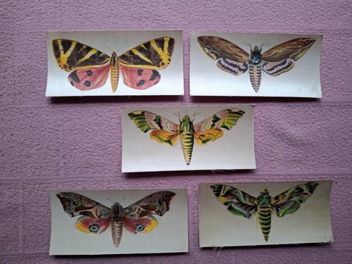 Lea butterflies moths - r,