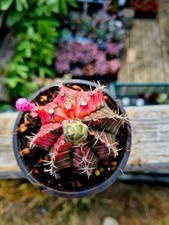 Gymnocalycium Mihanovichii |
