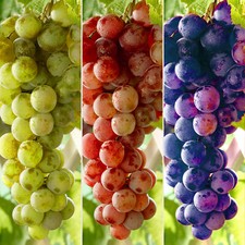 Grape Vine Vitis Deciduous